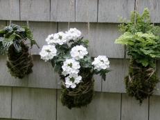 Inspired by Japanese kokedama, learn how to create hanging gardens with your favorite plants, moss, and garden twine.