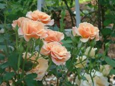 A beautiful apricot Floribunda. This variety is when hybrid tea roses and polyanthas roses are crossed.