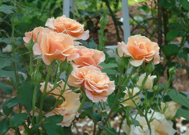 A Cape Cod Rose Garden