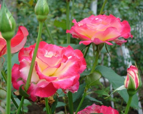 How to Grow and Care for Hybrid Tea Roses