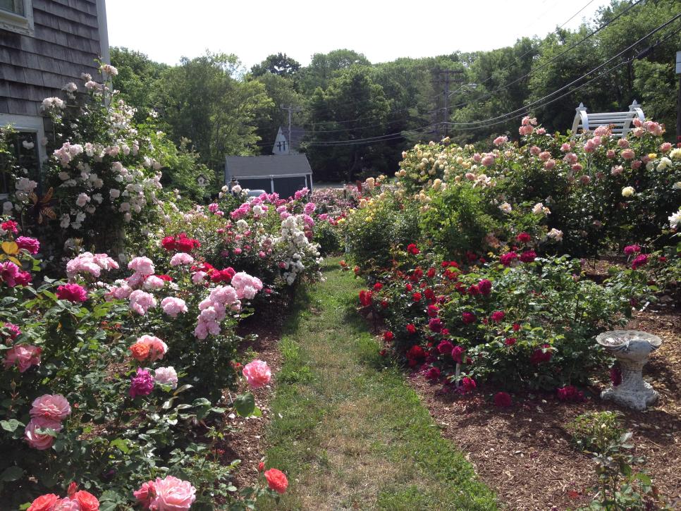 Rose Garden Design Tips, How To Make A Rose Garden Design