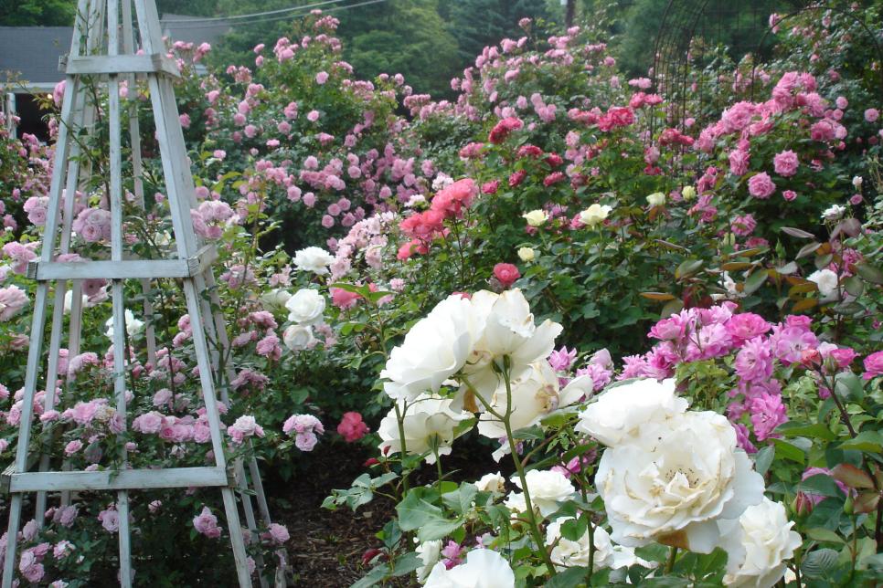 Rose Garden Design Tips, How To Make A Rose Garden Design