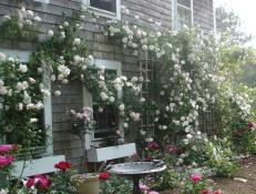 Rose Garden Design Tips | HGTV