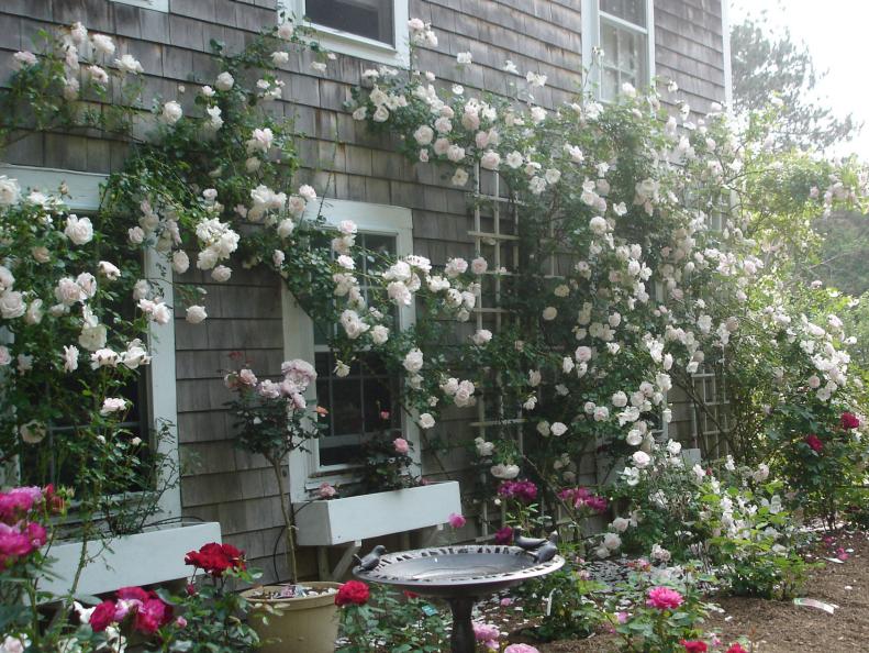 Roses can be trained to climb trellises such as this lovely variety called New Dawn.