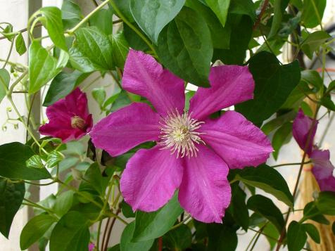 How to Choose, Plant and Grow Flowering Vines