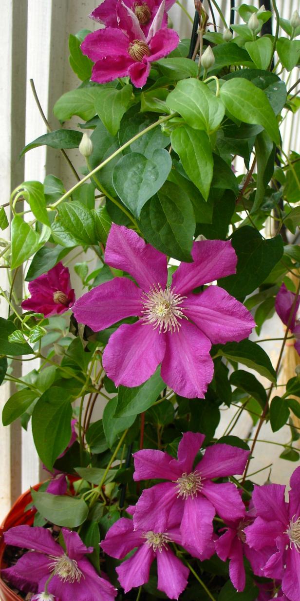 Pink Flowering Clematis