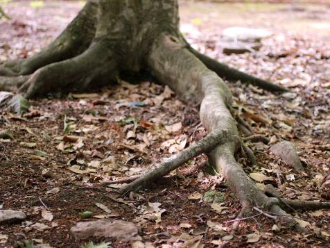 Know Your Tree Roots