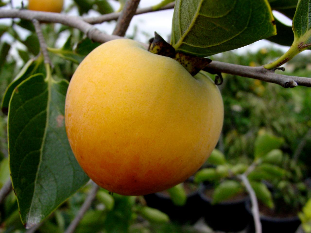 american persimmon tree