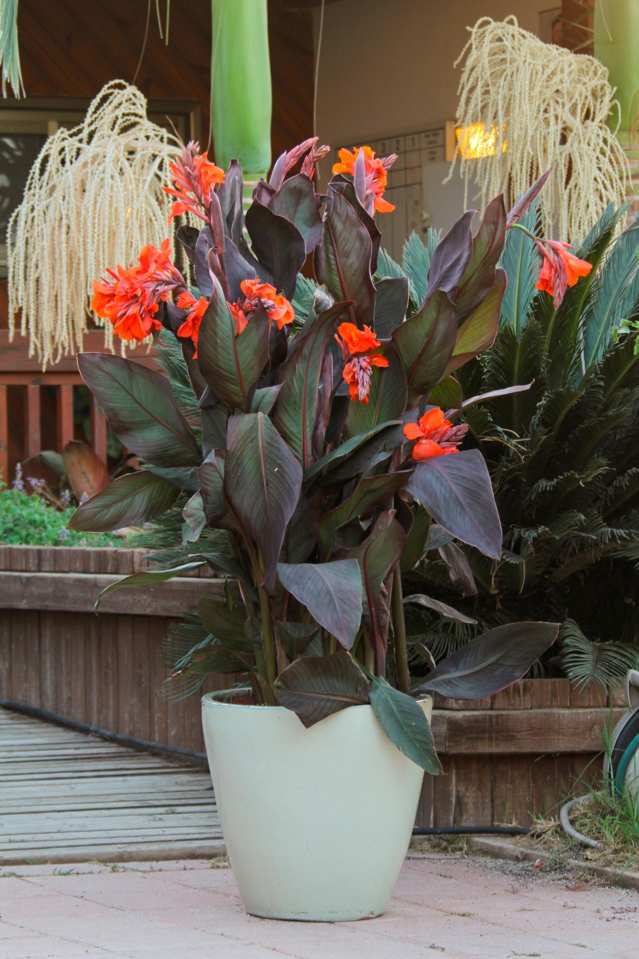 Temperate Plants For A Tropical Look Hgtv