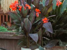 For a big impact, grow 'Orange Chocolate' canna in masses. These tubers behave as perennials in warm regions, but can be dug and stored before the first frost in cold climates. The plants prefer full sun and perform best in zones 7 to 11. Keep them well-watered in dry spells.