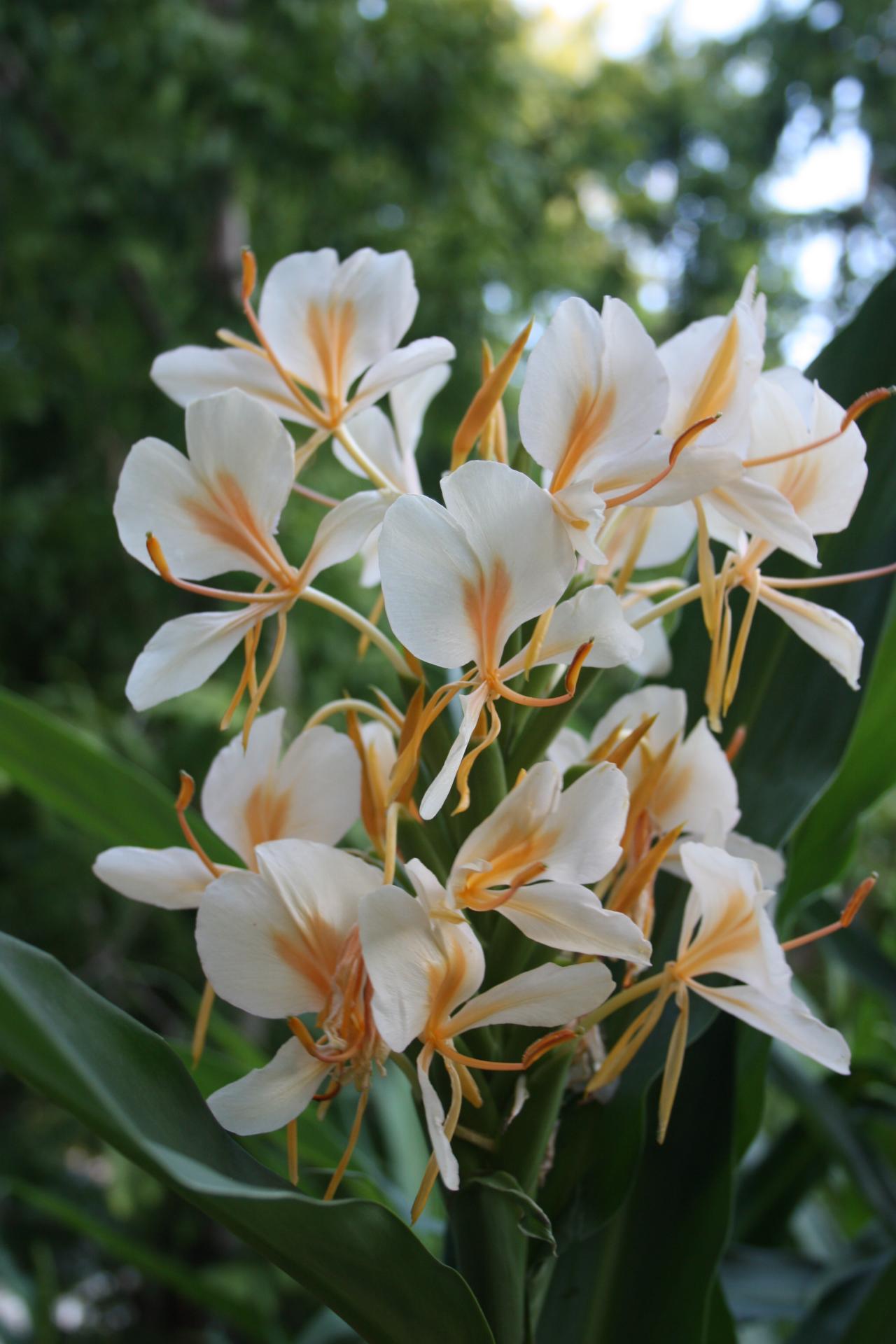 Hedychium Flavescens Yellow & Cream White Butterfly Ginger lily bulb