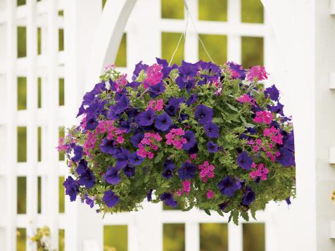 4 Can't-Miss Strategies to Increase Flower Color