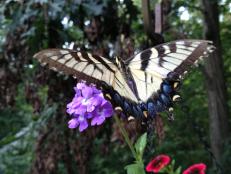 Tiger swallowtail butterflies feed on the nectar of many wild and cultivated flowers. They're often found in parks and deciduous woodlands.