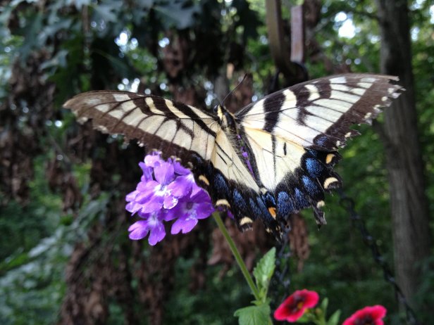 Tiger swallowtail butterflies feed on the nectar of many wild and cultivated flowers. They're often found in parks and deciduous woodlands.