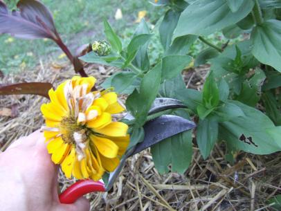 How to Deadhead Flowers: Tips and Tricks