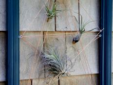 Add air plants to an old frame to make your very own living art.
