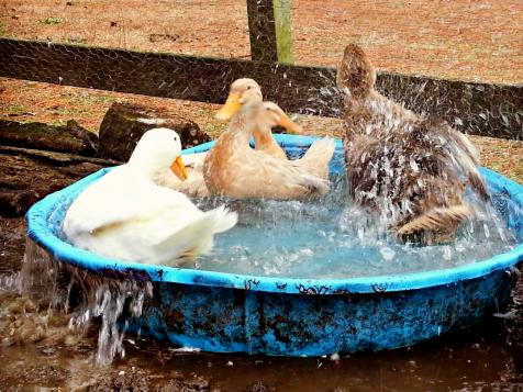How to Keep Ducks Cool in the Heat of Summer