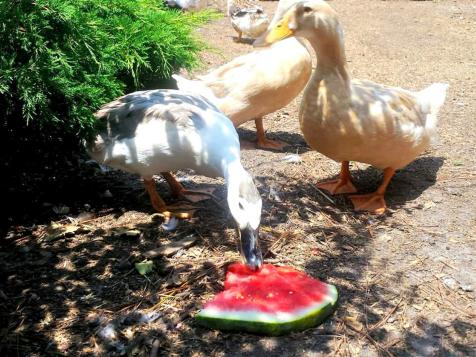 Snacks Ducks Love