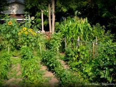A well planned crop rotation will help keep your garden organized.