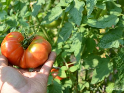 How to Grow Tomatoes in a Raised Bed