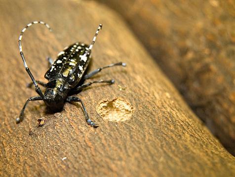 How to Check Trees for Asian Longhorned Beetles