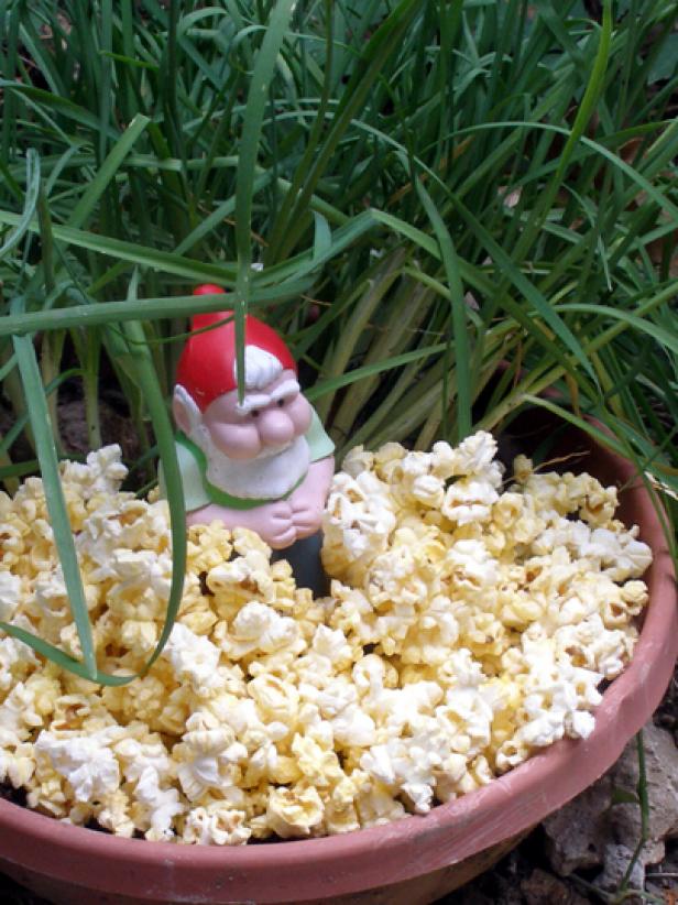 Grow Your Own Popcorn HGTV
