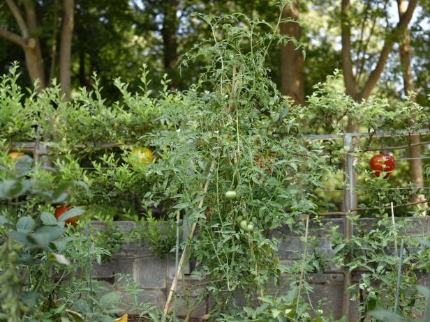 stake tomatoes with a tee pee