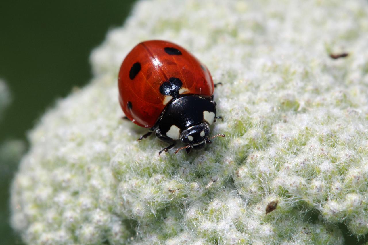 Keep Ladybugs Out Of Your House Hgtv