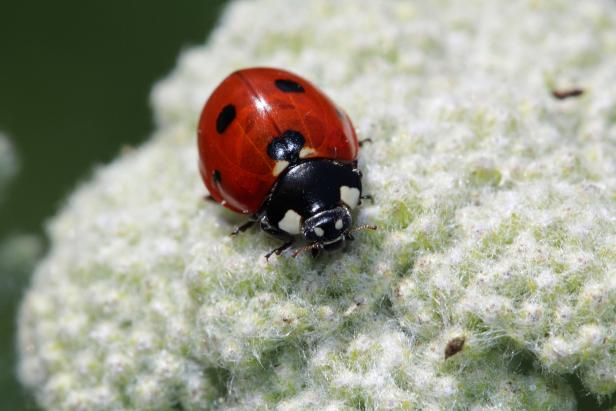 Keep Ladybugs Out Of Your House Hgtv