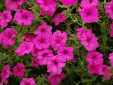 The 'Sumo Pink' Surfinia petunia is a vigorous, mounding bloomer that will fill your garden with color all summer long. Looking for petunias to fill a bed with effusive, large flowers or spill from a container? 'Sumo Pink' is your guy.
