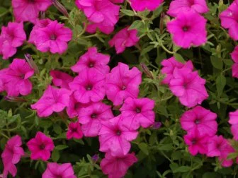 Petunia Flowers: Planting, Growing and Caring for Petunias | HGTV