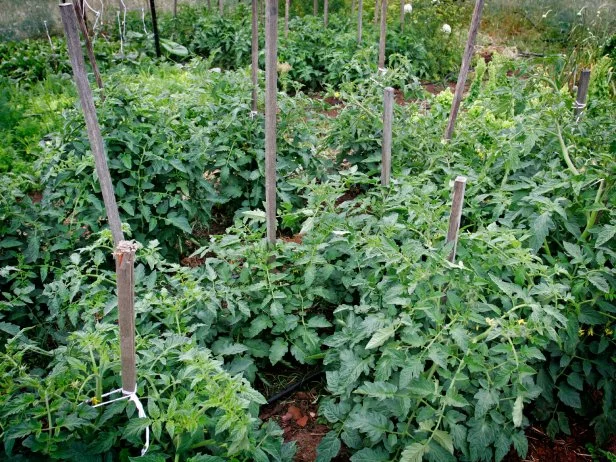 Your tomato plants will need some type of support; a cage or tied to a wooden stake are two of the most common methods.