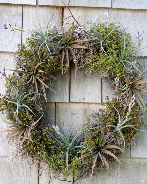Learn how to make a moss and Tillandsia filled wreath inspired by the garden.