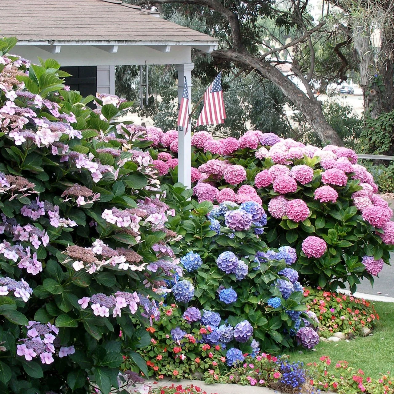 Flowering Shrubs for Shade Gardens | HGTV, image size:1280x1280