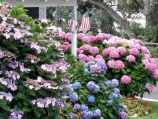 Hydrangeas are the most astounding summer flowering shrubs