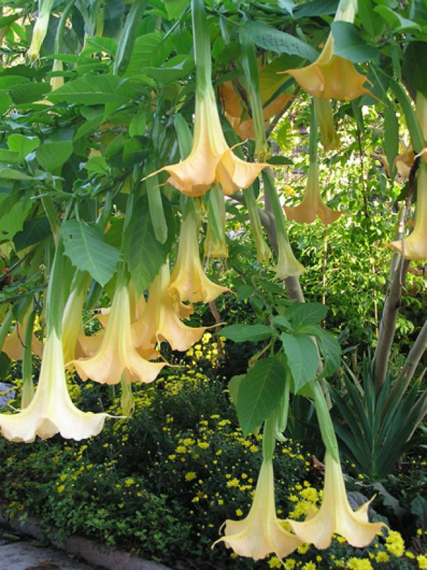 Brugmansia is a summer blooming shrub only in frost-free areas