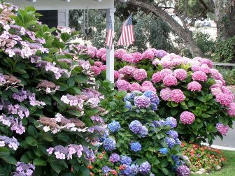 Different hydrangeas light up the summer garden