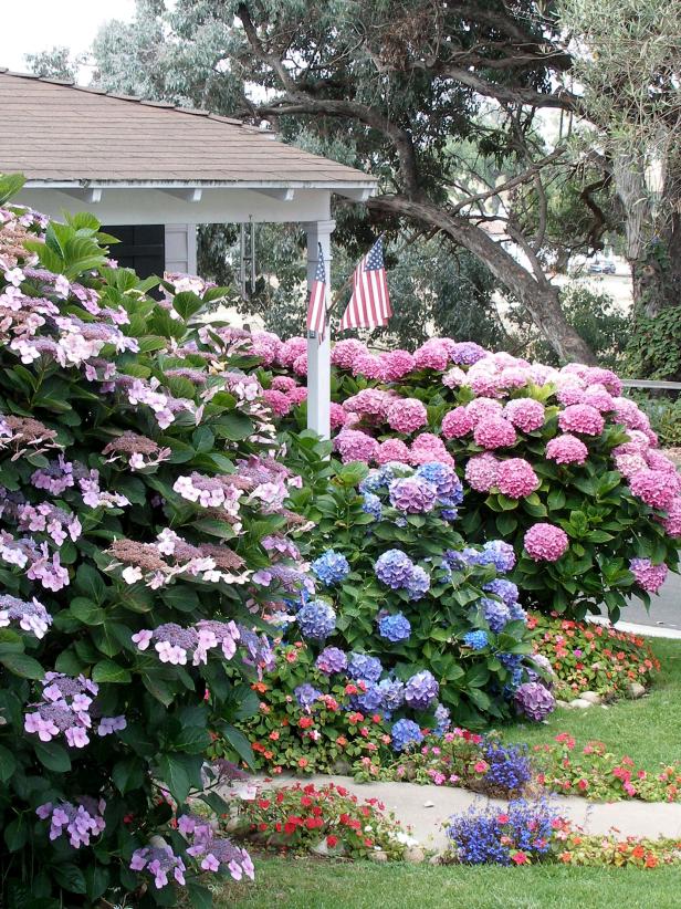 Flowering Shrubs And Bushes For Year, Landscaping Shrubs And Bushes Pictures