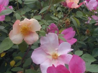 The rose is America's official Floral Emblem, and many compact to large or even climbing varieties flower from spring to frost with beauty and fragrance. Depending on culttvar they can be grown in every part of the country, from the hottest to the coldest, and many are disease-resistant to boot! Sun, Z 4-10