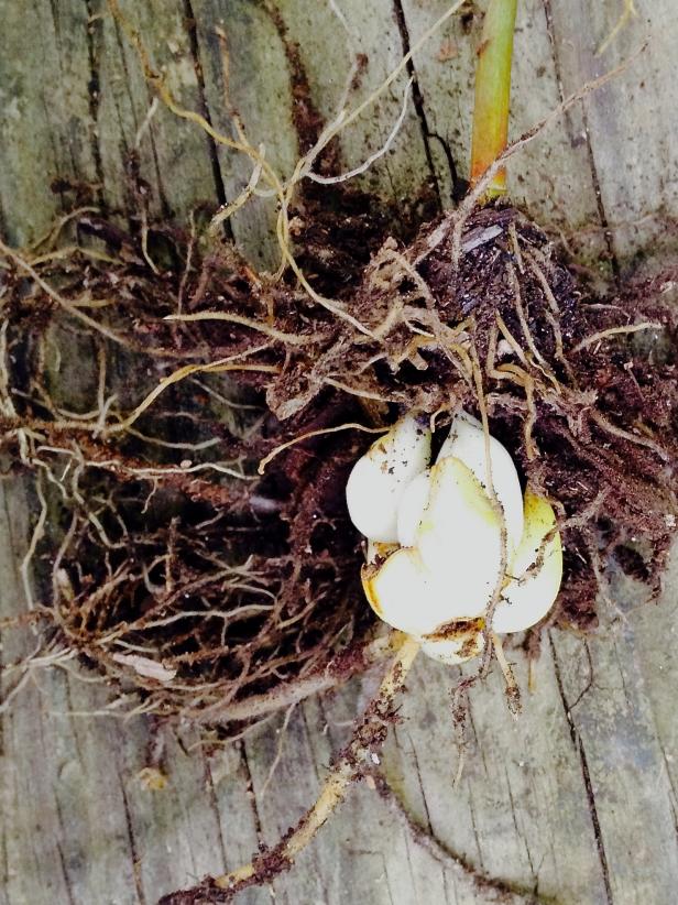 Identifying Bulb Types: Understanding Bulbs, Corms ...