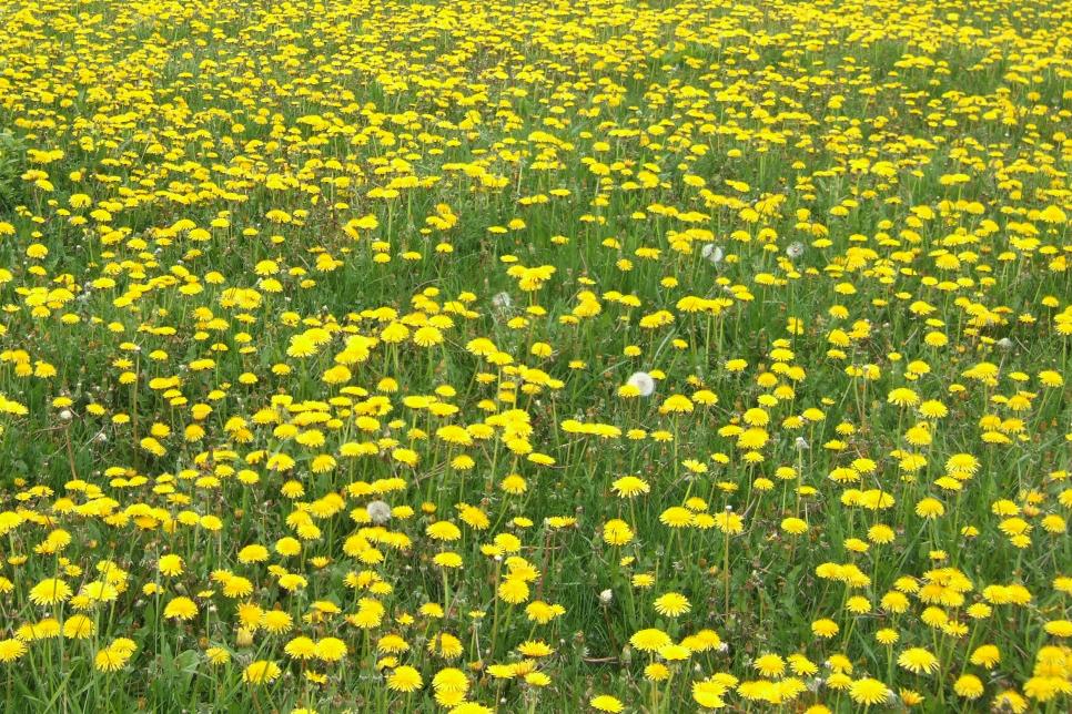 13 Edible Weeds And Flowers Hgtv