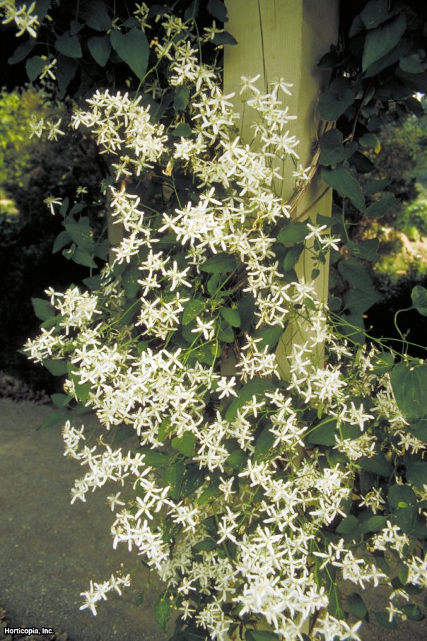 Sweet Autumn Clematis (Clematis terniflora)