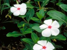 Catharanthus roseus ~Parasol~ (01) Bloomleaf