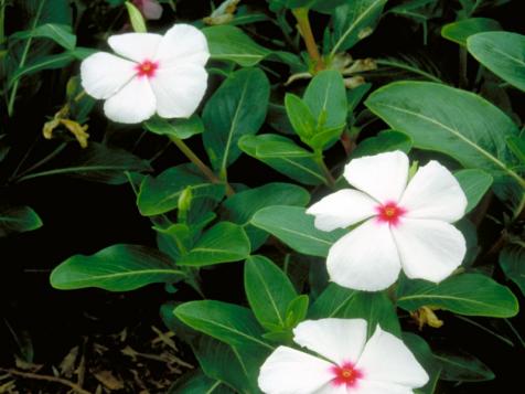 Annual Vinca (Madagascar Periwinkle): Our Favorite Flowers