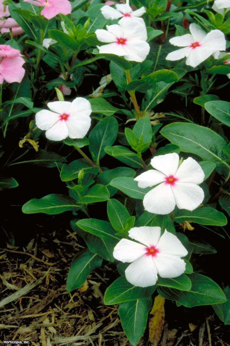 Catharanthus roseus ~Parasol~ (01) Bloomleaf