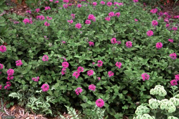'Homestead Purple' Verbena (Verbena canadensis 'Homestead Purple')