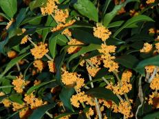 An orange-blooming variety of tea olive, Osmanthus fragrans f. aurantiacus features citrusy-fragrant blooms and is more cold hard than most tea olives.&nbsp;