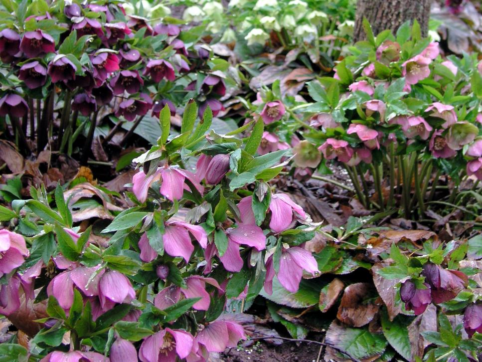 Plants That Shine Outdoors in Winter