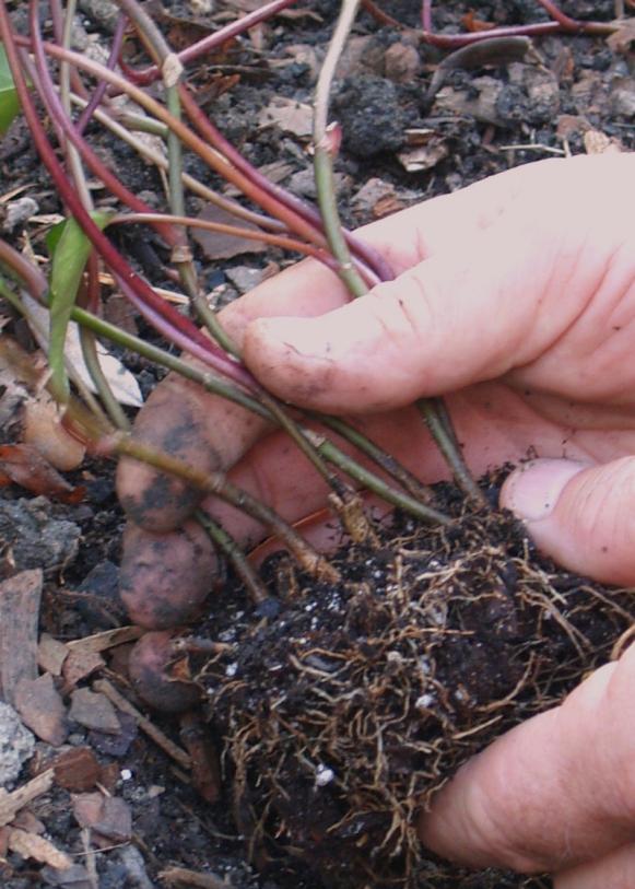 It is crucial to loosen potting soil and roots of new plants