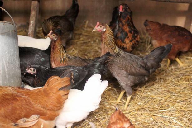 Preparing Your Coop for Winter